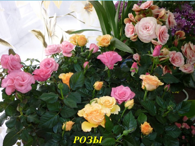 РОЗЫ 