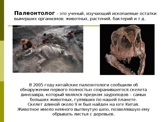 Палеонтолог   – это ученый, изучающий ископаемые остатки вымерших организмов: животных, растений, бактерий и т.д.   В 2005 году китайские палеонтологи сообщили об обнаружении первого полностью сохранившегося скелета динозавра, который являлся предком зауроподов – самых больших животных, гулявших по нашей планете. Скелет длиной около 9 м был найден на юге Китая. Животное имело немного вытянутую шею, позволявшую ему обрывать листья с деревьев. 