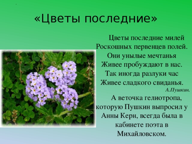 . «Цветы последние» Цветы последние милей  Роскошных первенцев полей.  Они унылые мечтанья  Живее пробуждают в нас.  Так иногда разлуки час  Живее сладкого свиданья. А.Пушкин. А веточка гелиотропа, которую Пушкин выпросил у Анны Керн, всегда была в кабинете поэта в Михайловском.