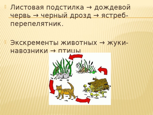 Листовая подстилка → дождевой червь → черный дрозд → ястреб-перепелятник. Экскременты животных → жуки-навозники → птицы