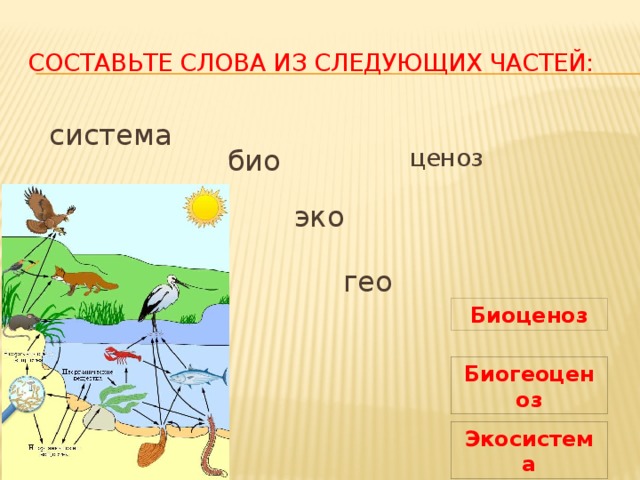 Составьте слова из следующих частей: система био ценоз эко гео Биоценоз Биогеоценоз Экосистема