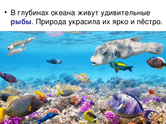 рыбы 