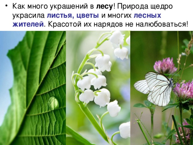 Как много украшений в лесу ! Природа щедро украсила листья, цветы и многих лесных жителей . Красотой их нарядов не налюбоваться! 