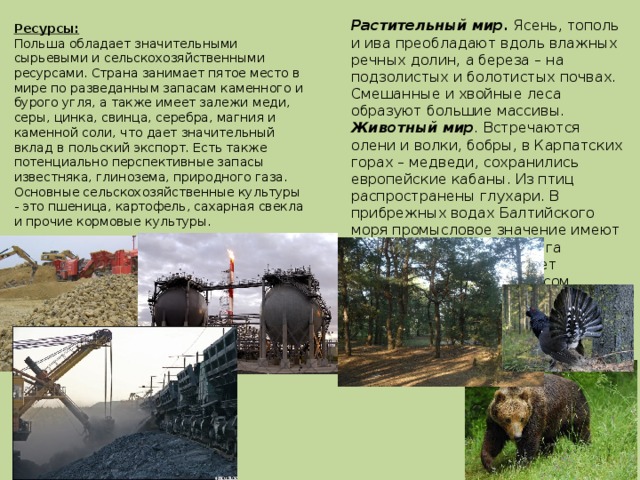 Ресурсы:  Польша обладает значительными сырьевыми и сельскохозяйственными ресурсами. Страна занимает пятое место в мире по разведанным запасам каменного и бурого угля, а также имеет залежи меди, серы, цинка, свинца, серебра, магния и каменной соли, что дает значительный вклад в польский экспорт. Есть также потенциально перспективные запасы известняка, глинозема, природного газа.  Основные сельскохозяйственные культуры - это пшеница, картофель, сахарная свекла и прочие кормовые культуры.    Растительный мир . Ясень, тополь и ива преобладают вдоль влажных речных долин, а береза – на подзолистых и болотистых почвах. Смешанные и хвойные леса образуют большие массивы.  Животный мир . Встречаются олени и волки, бобры, в Карпатских горах – медведи, сохранились европейские кабаны. Из птиц распространены глухари. В прибрежных водах Балтийского моря промысловое значение имеют треска и салака. 8,8 млн. га занимают леса, что делает древесину важным ресурсом.   