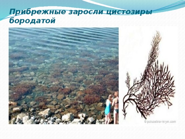 Прибрежные заросли цистозиры бородатой 