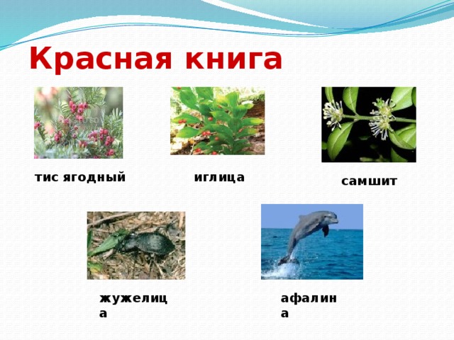 Красная книга тис ягодный иглица самшит жужелица афалина 