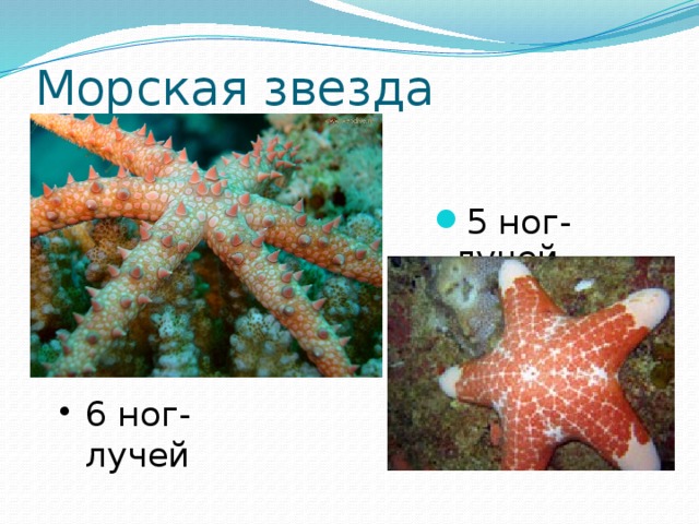 Морская звезда 5 ног-лучей 6 ног-лучей 