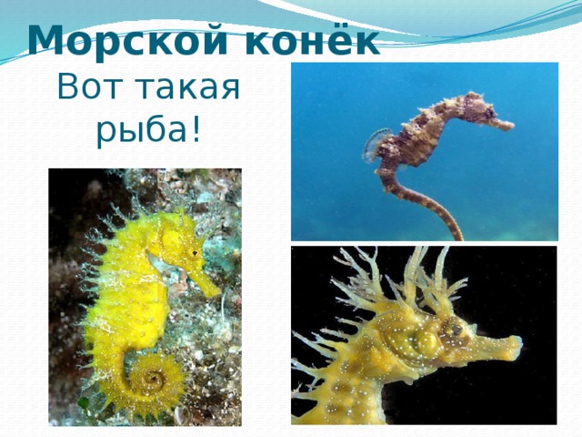 Морской конёк Вот такая рыба! 