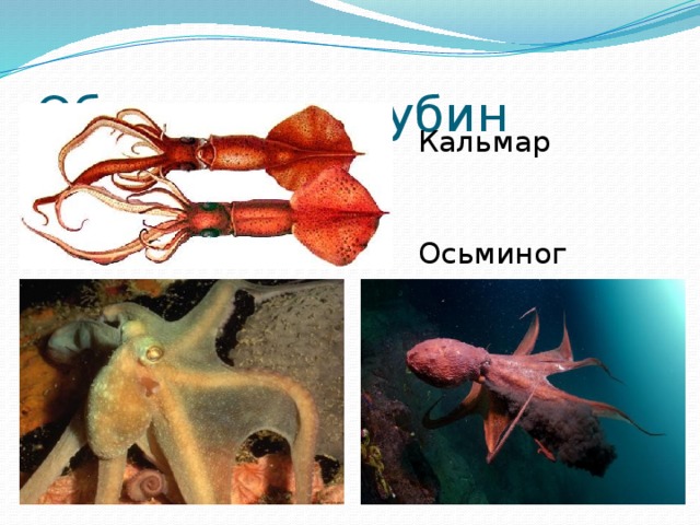 Обитатели глубин Кальмар Осьминог 