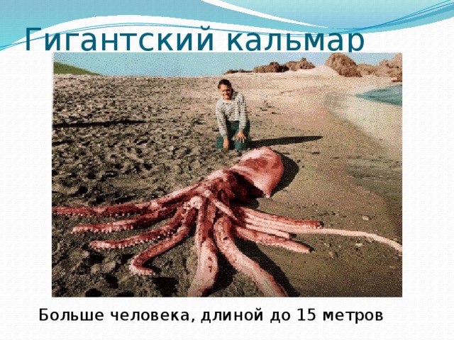 Гигантский кальмар Больше человека, длиной до 15 метров 