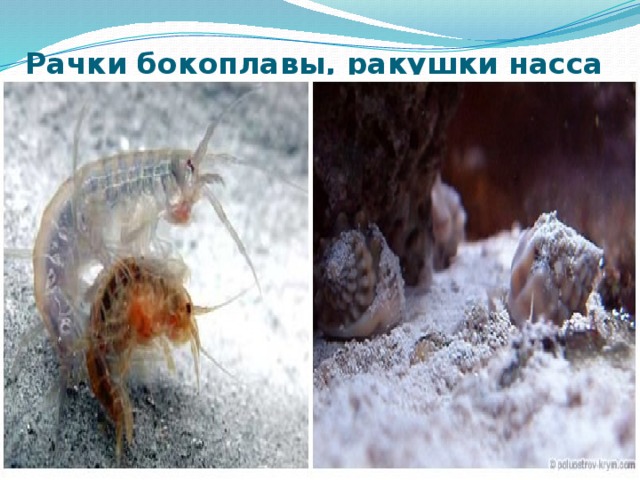 Рачки бокоплавы, ракушки насса 