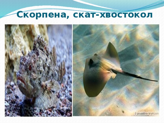 Скорпена, скат-хвостокол 