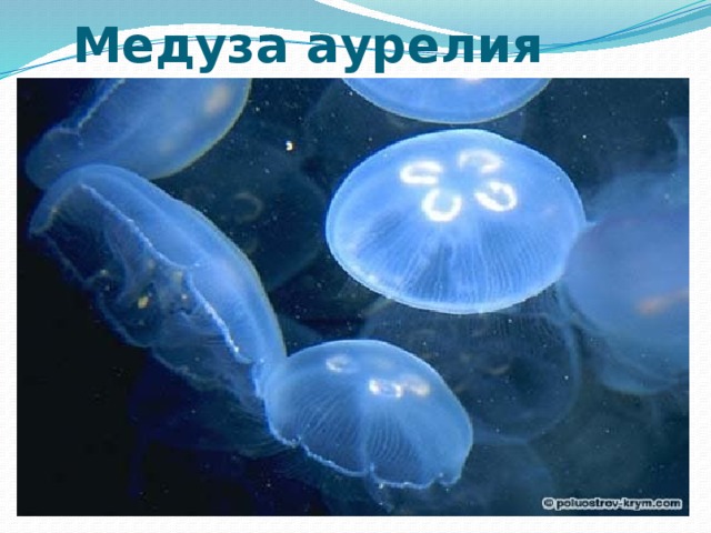 Медуза аурелия 