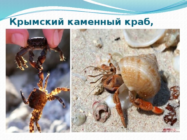 Крымский каменный краб, рак-отшельник 
