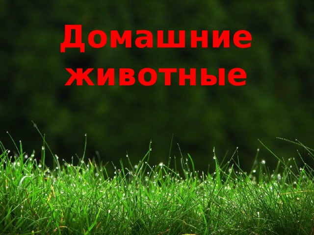 Домашние животные 