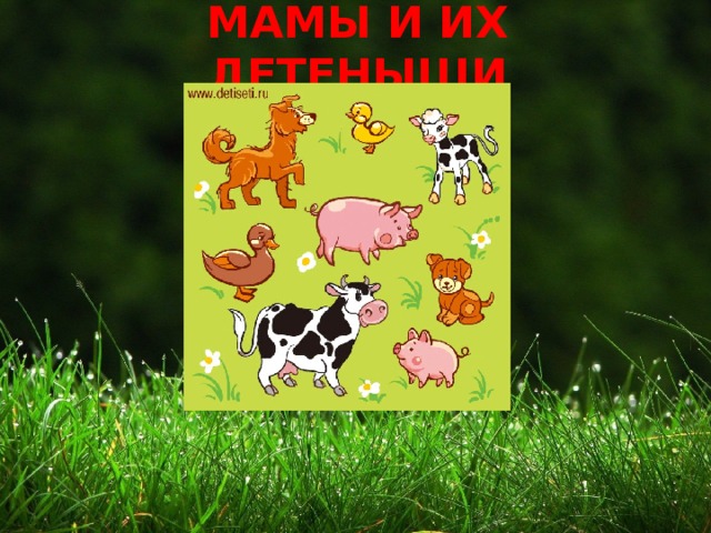 МАМЫ И ИХ ДЕТЕНЫШИ 