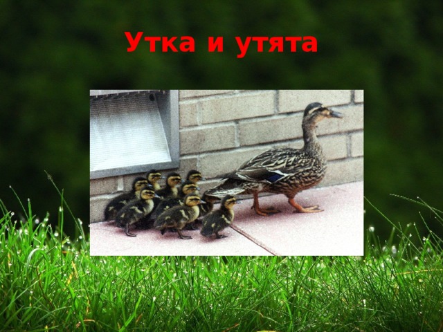 Утка и утята 