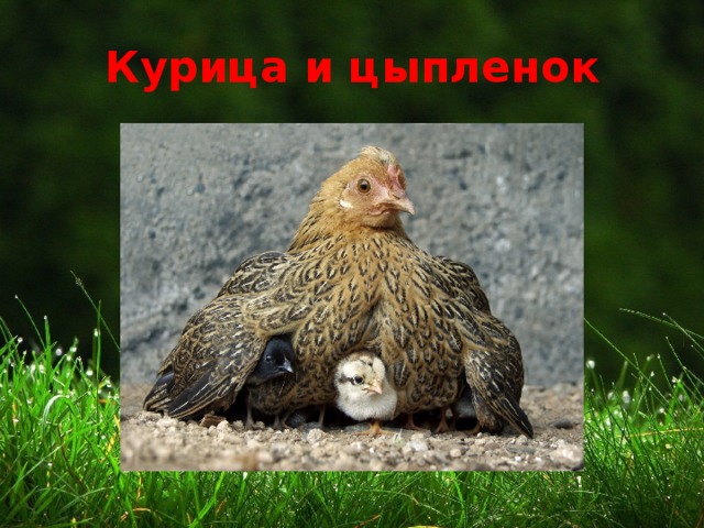 Курица и цыпленок 