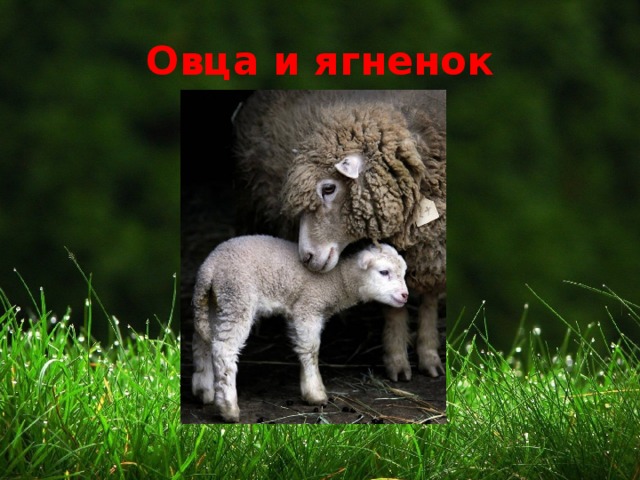 Овца и ягненок 
