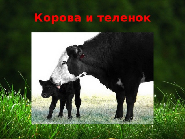 Корова и теленок 