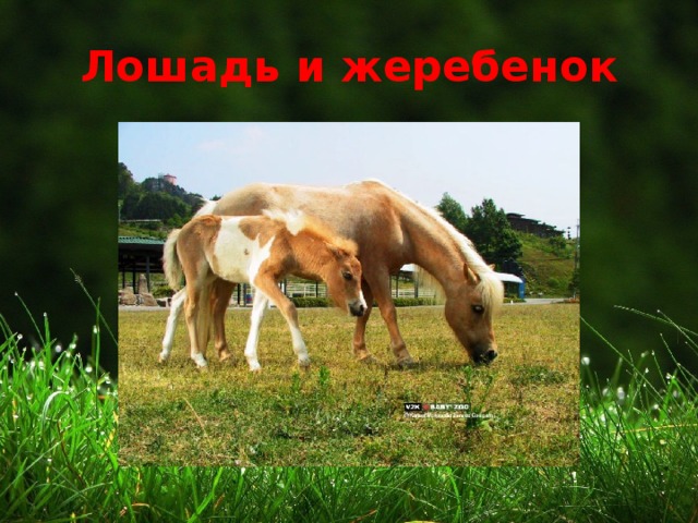 Лошадь и жеребенок 