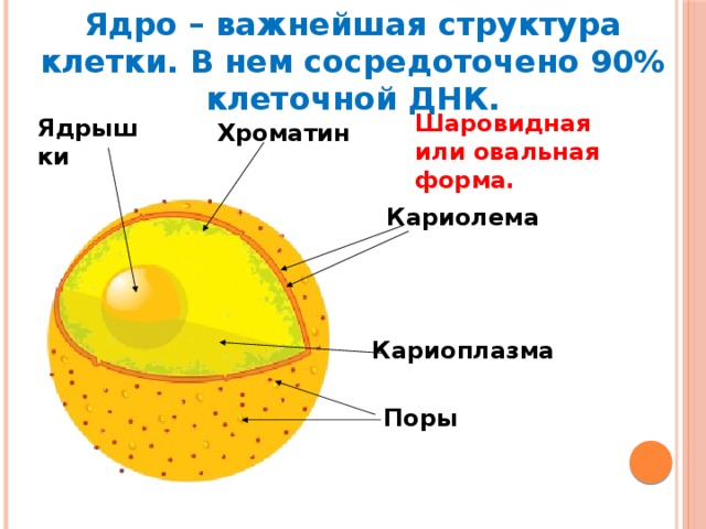 Ядро – важнейшая структура клетки. В нем сосредоточено 90% клеточной ДНК. Шаровидная или овальная форма. Ядрышки Хроматин Кариолема Кариоплазма Поры 