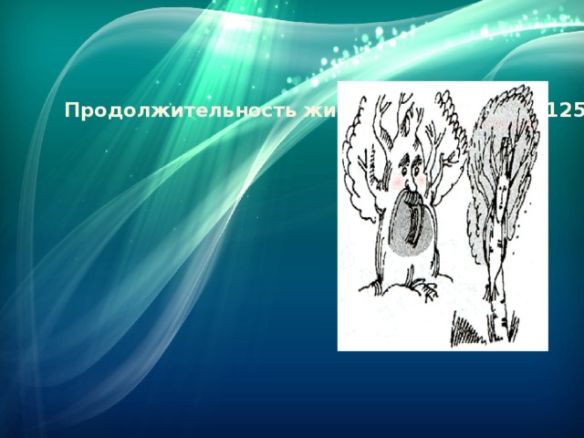 Продолжительность жизни берёзы около 125 лет. Это в 8 раз меньше, чем продолжительность жизни дуба. Сколько лет живёт дуб?