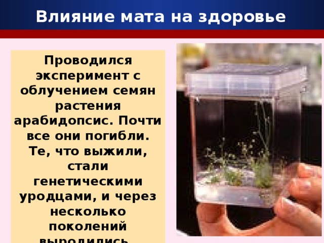 Влияние мата на здоровье Проводился эксперимент с облучением семян растения арабидопсис. Почти все они погибли. Те, что выжили, стали генетическими уродцами, и через несколько поколений выродились .