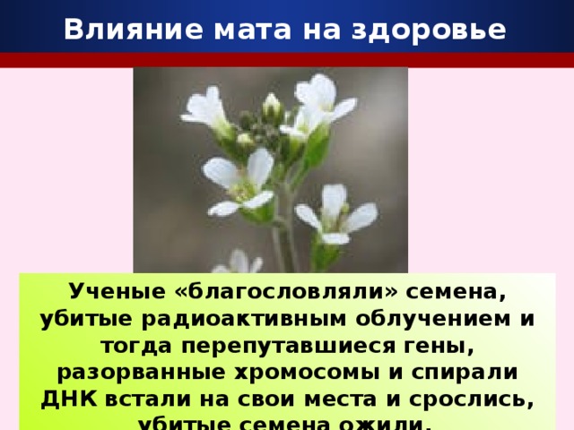 Влияние мата на здоровье Ученые «благословляли» семена, убитые радиоактивным облучением и тогда перепутавшиеся гены, разорванные хромосомы и спирали ДНК встали на свои места и срослись, убитые семена ожили.