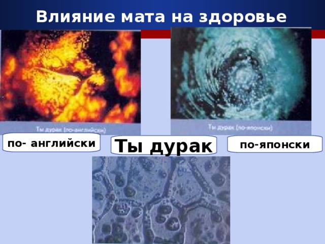 Влияние мата на здоровье по- английски по-японски Ты дурак