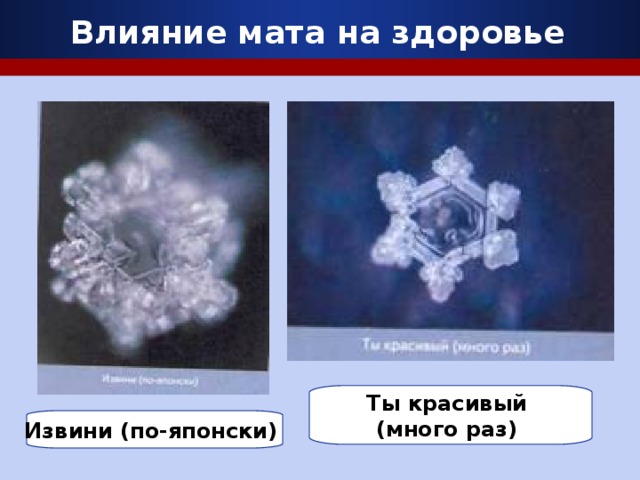 Влияние мата на здоровье Ты красивый (много раз) Извини (по-японски)