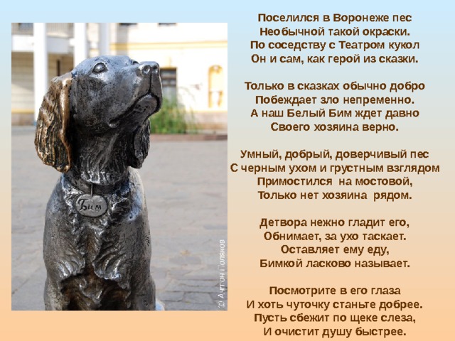 Белый бим черное ухо презентация 7 класс