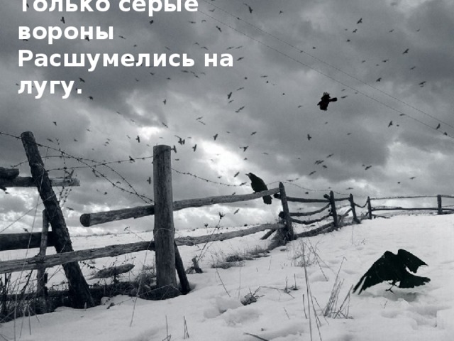 Только серые вороны Расшумелись на лугу.