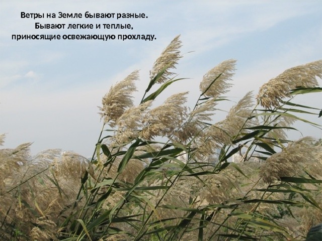 Ветры на Земле бывают разные. Бывают легкие и теплые, приносящие освежающую прохладу. 