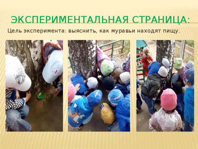 Экспериментальная страница: Цель эксперимента: выяснить, как муравьи находят пищу.