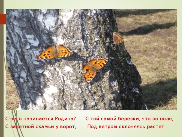 С чего начинается Родина? С той самой березки, что во поле, С заветной скамьи у ворот, Под ветром склоняясь растет. 