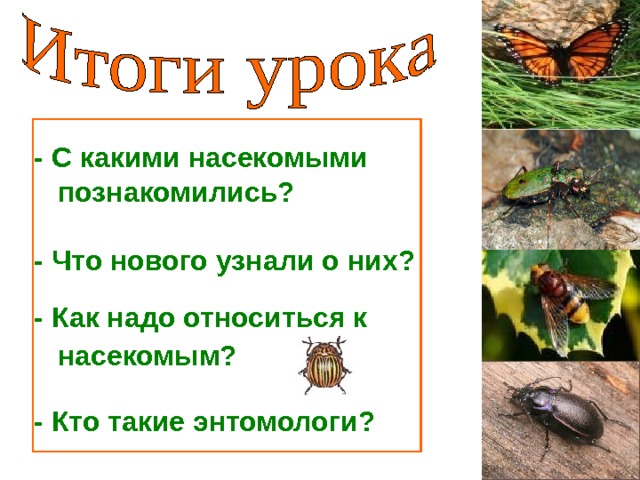 - С какими насекомыми  познакомились?   - Что нового узнали о них? - Как надо относиться к  насекомым?  - Кто такие энтомологи? 