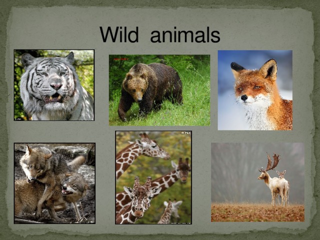 Wild animals 