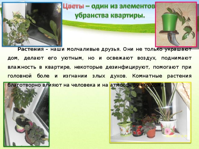 Растени я – наши молчаливые друзья. Они не только украшают дом, делают его уютным, но и освежают воздух, поднимают влажность в квартире, некоторые дезинфицируют, помогают при головной боле и изгнании злых духов. Комнатные растения благотворно влияют на человека и на атмосферу его дома.
