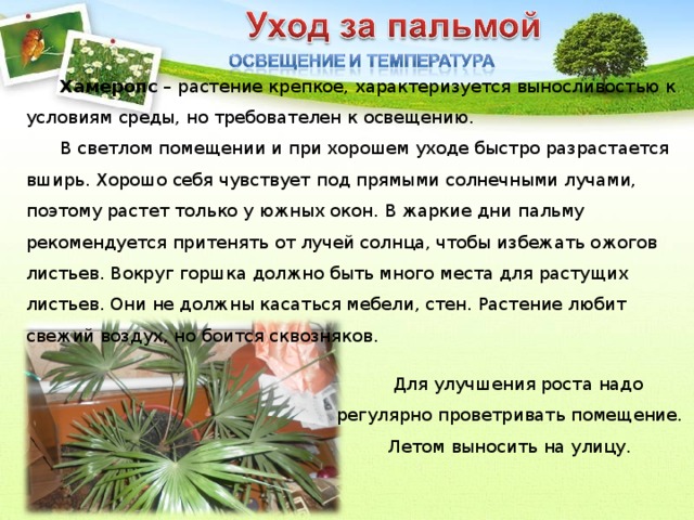 Хамеропс – растение крепкое, характеризуется выносливостью к условиям среды, но требователен к освещению. В светлом помещении и при хорошем уходе быстро разрастается вширь. Хорошо себя чувствует под прямыми солнечными лучами, поэтому растет только у южных окон. В жаркие дни пальму рекомендуется притенять от лучей солнца, чтобы избежать ожогов листьев. Вокруг горшка должно быть много места для растущих листьев. Они не должны касаться мебели, стен. Растение любит свежий воздух, но боится сквозняков.  Для улучшения роста надо регулярно проветривать помещение.  Летом выносить на улицу.