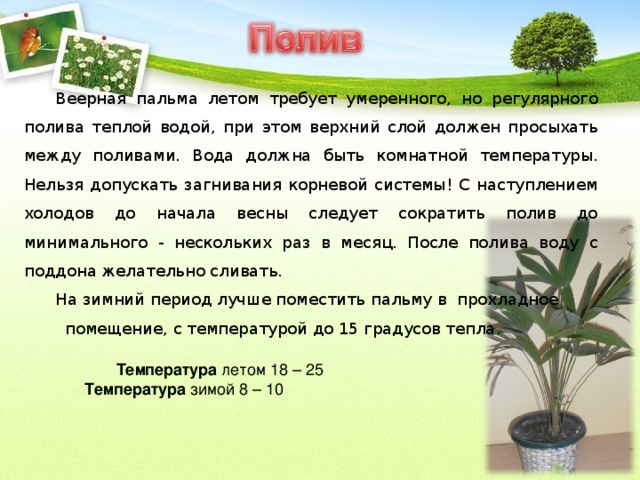 Благодаря тому что лето очень жаркое и сухое понадобилось поливать каждое дерево схема