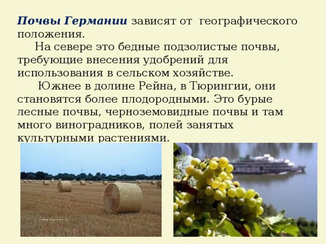 Почвы Германии  зависят от географического положения.  На севере это бедные подзолистые почвы, требующие внесения удобрений для использования в сельском хозяйстве.  Южнее в долине Рейна, в Тюрингии, они становятся более плодородными. Это бурые лесные почвы, черноземовидные почвы и там много виноградников, полей занятых культурными растениями. 