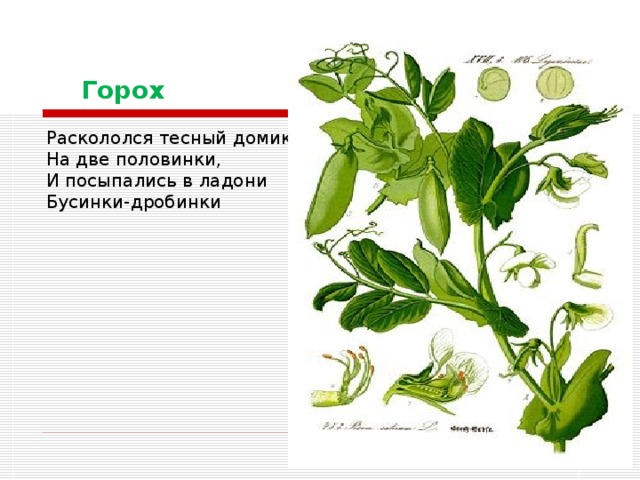 Горох Раскололся тесный домик  На две половинки,  И посыпались в ладони  Бусинки-дробинки 