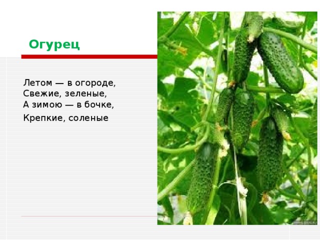   Огурец  Летом — в огороде,  Свежие, зеленые,  А зимою — в бочке,  Крепкие, соленые  