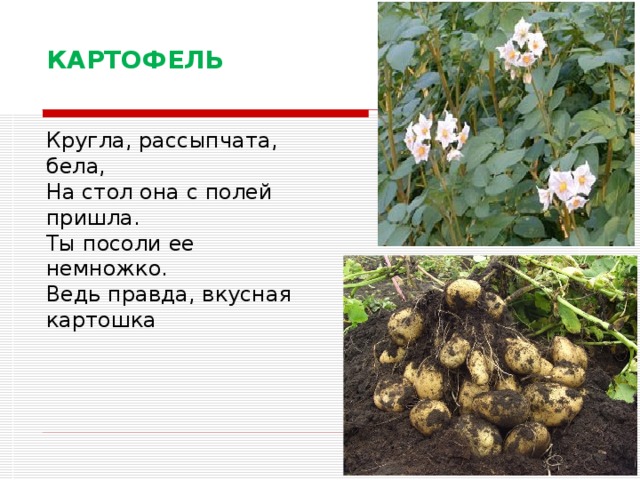 КАРТОФЕЛЬ   Кругла, рассыпчата, бела,  На стол она с полей пришла.  Ты посоли ее немножко.  Ведь правда, вкусная картошка 