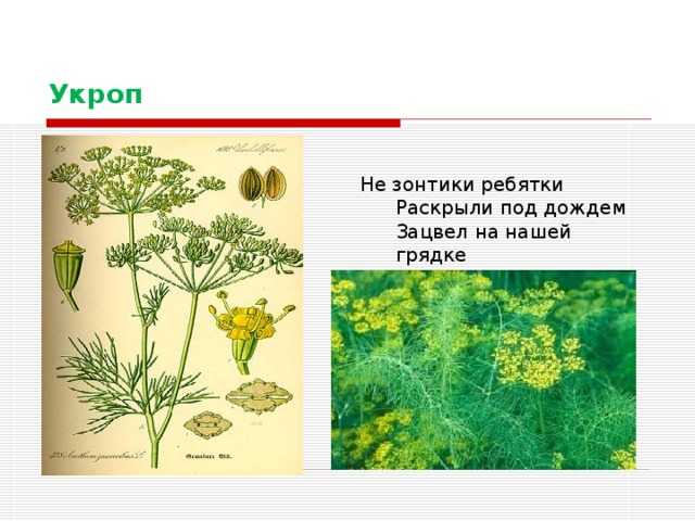 Укроп Не зонтики ребятки  Раскрыли под дождем Зацвел на нашей грядке  Укроп июльским днем 