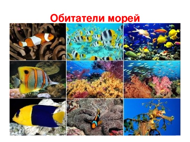Обитатели морей 