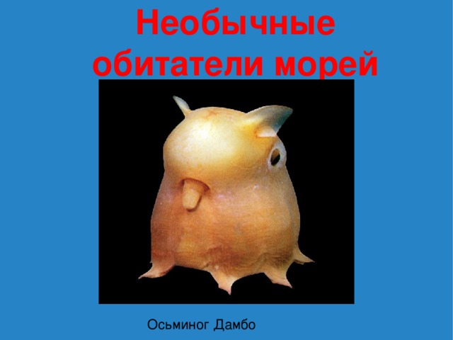 Необычные обитатели морей Осьминог Дамбо 
