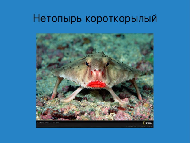 Нетопырь короткорылый 