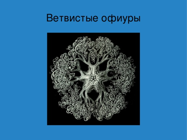 Ветвистые офиуры 